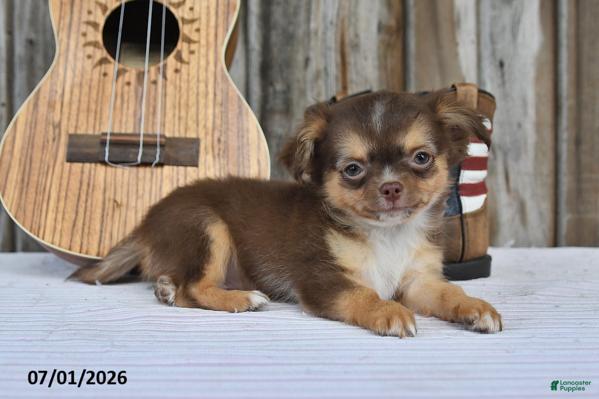 Chihuahua dogs Nacho - Ad 2