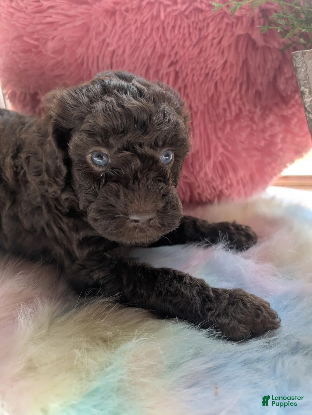 Labradoodle dogs for sale: Labradoodle 4 - Ad 2