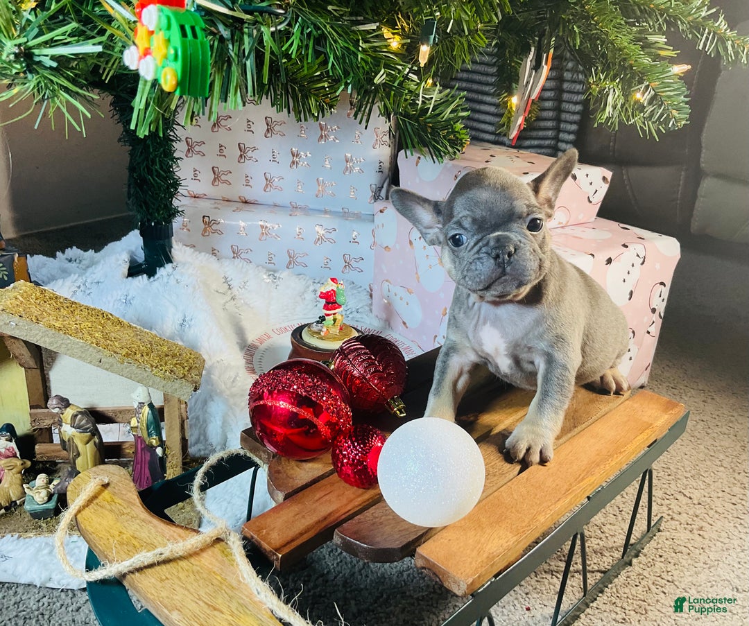 French Bulldog dogs for sale: Stella - Ad 3