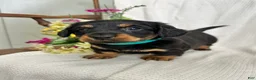 Miniature Dachshund dogs for sale: Abby - Ad 6