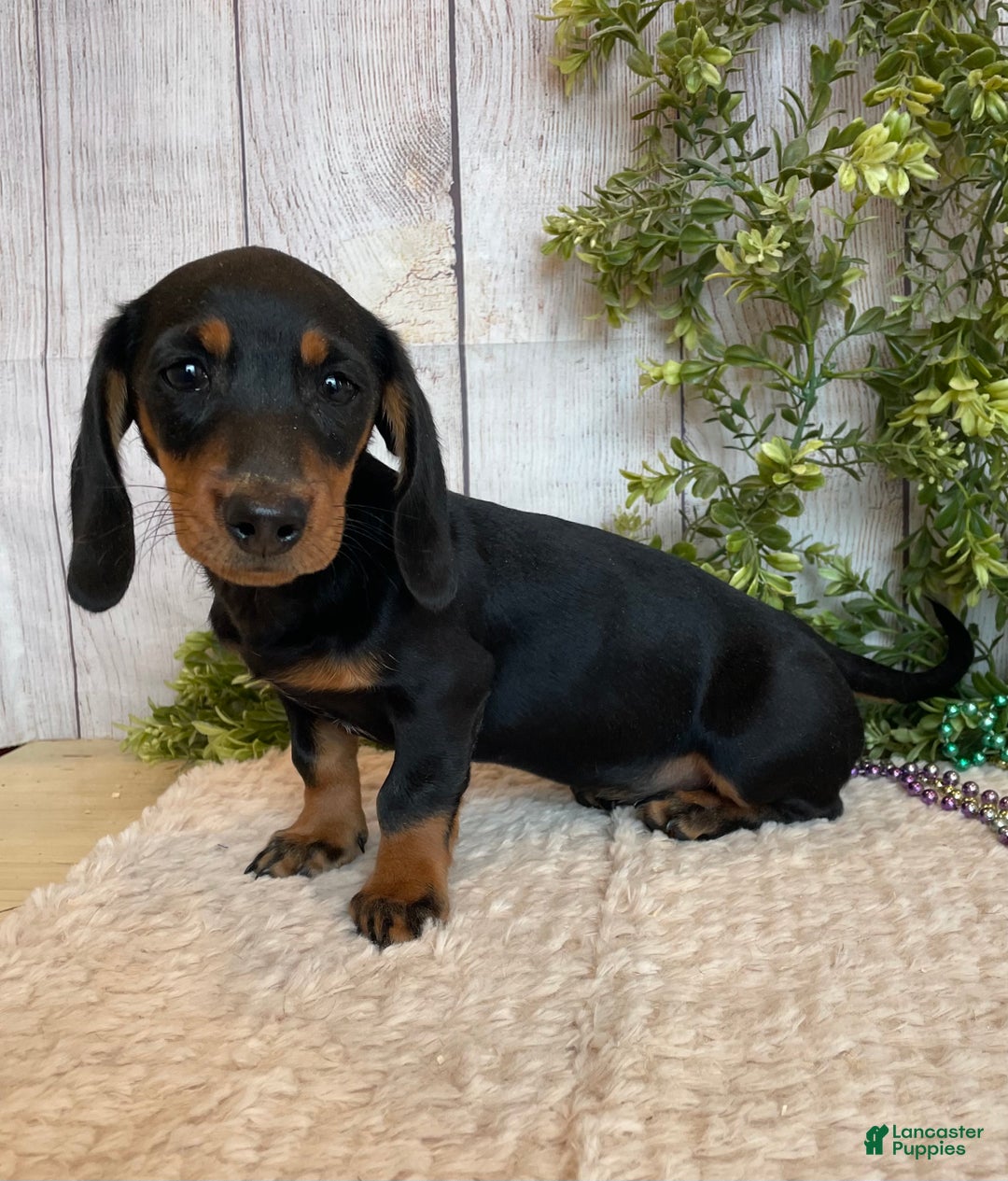 Miniature Dachshund dogs for sale: Fritz - Ad 1