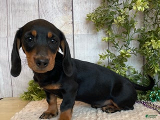 Miniature Dachshund dogs Fritz - Ad 2
