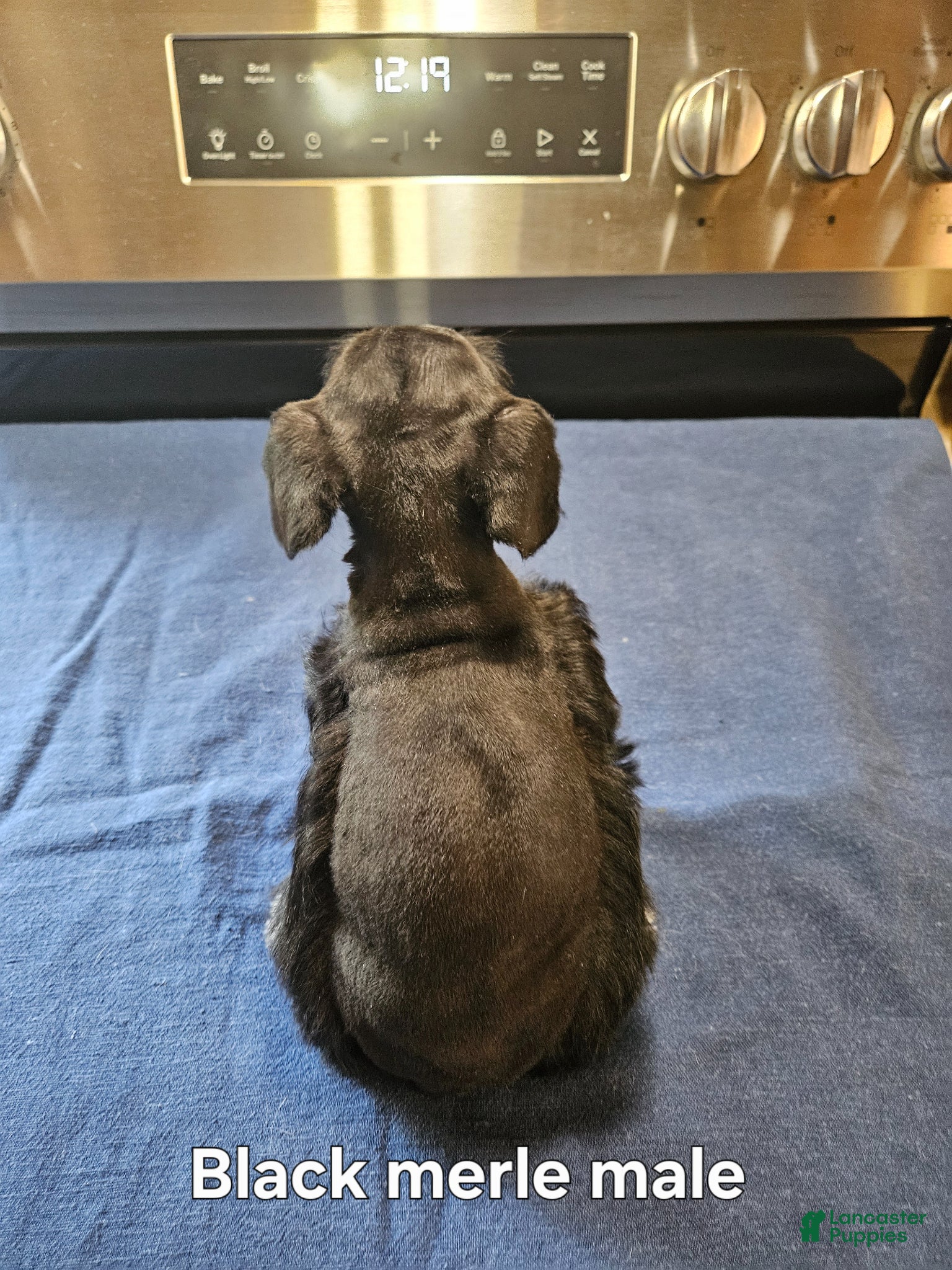 Miniature Schnauzer dogs for sale: Black merle male - Ad 3