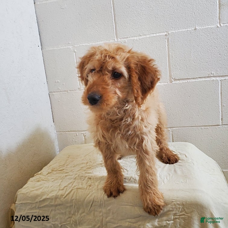 Mini Goldendoodle dogs Beth - Ad 42