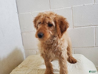 Mini Goldendoodle dogs Beth - Ad 7