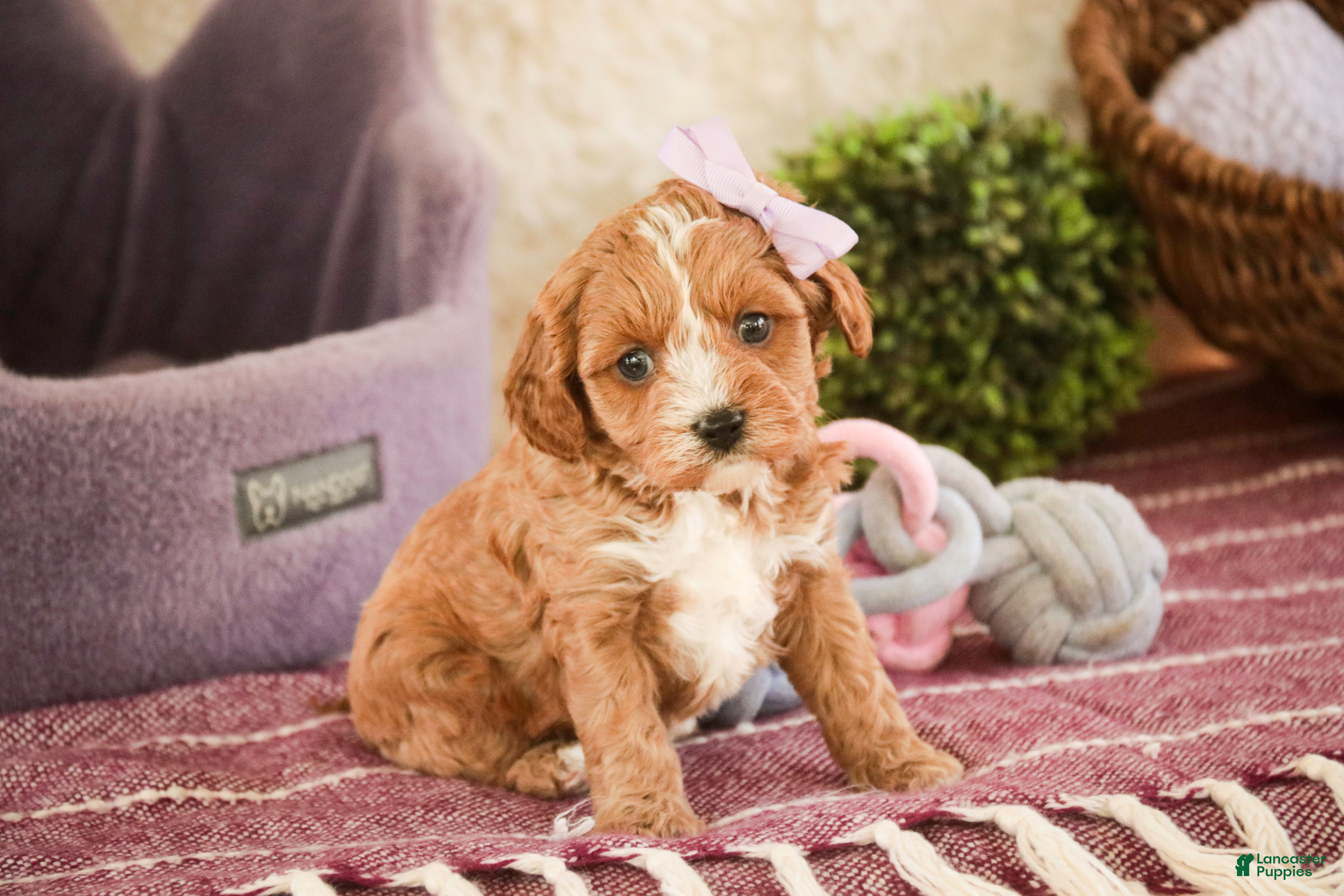 Cavapoo dogs Harper - Ad 1