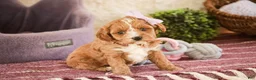 Cavapoo dogs for sale: Harper - Ad 1
