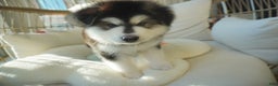 Alaskan Malamute dogs for sale: Xiao Huang - Ad 2