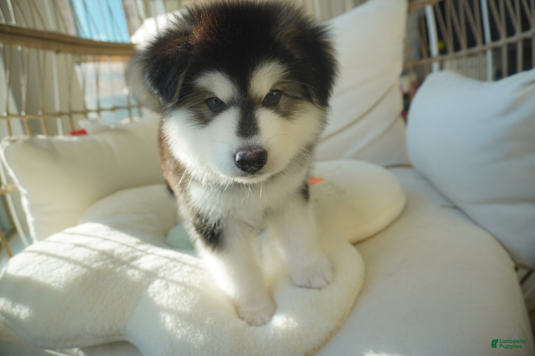 Alaskan Malamute dogs for sale: Xiao Huang - Ad 2