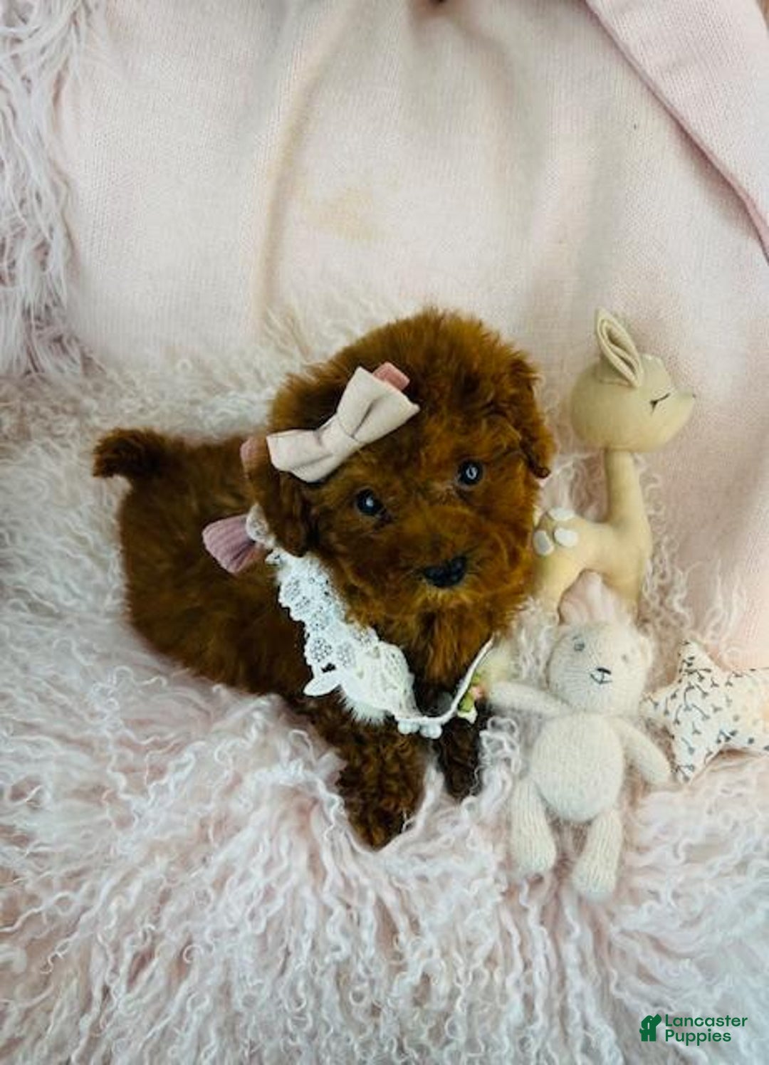 Cavapoo dogs for sale: Cavapoo Puppy 1 - Ad 2