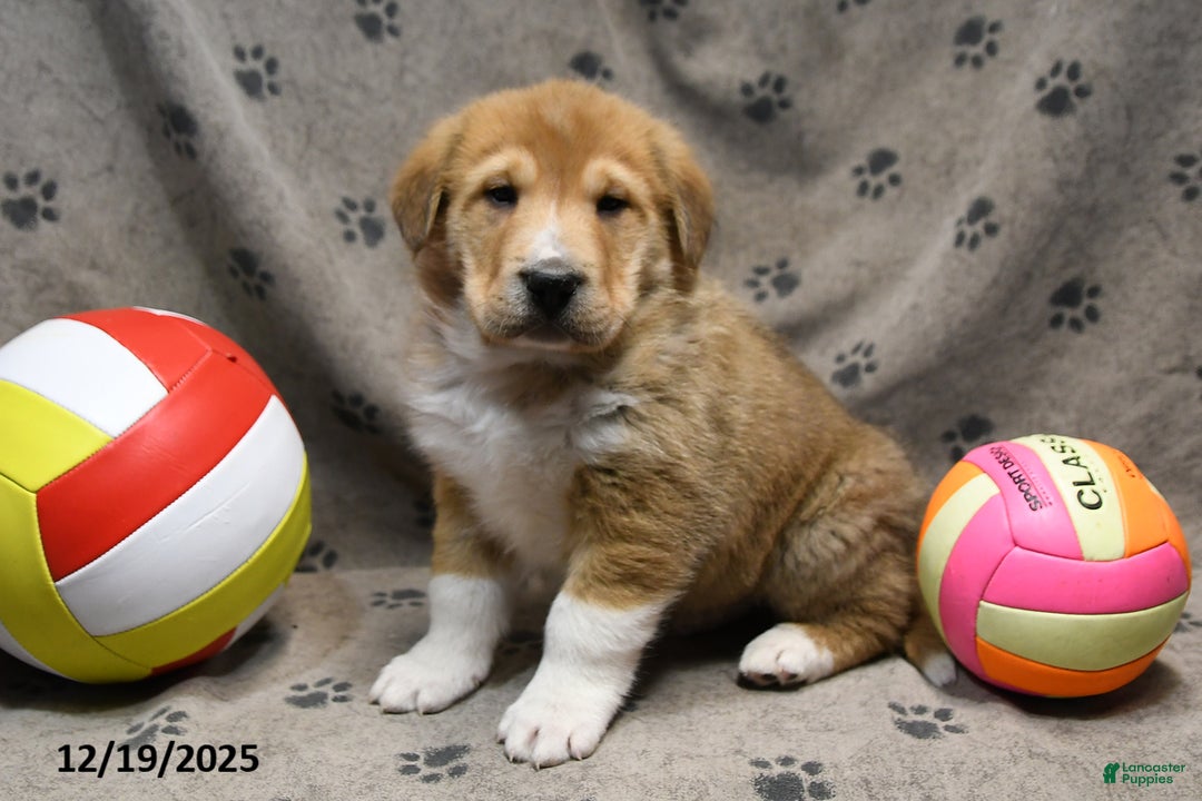 Mixed Breed dogs for sale: Kipper - Ad 2