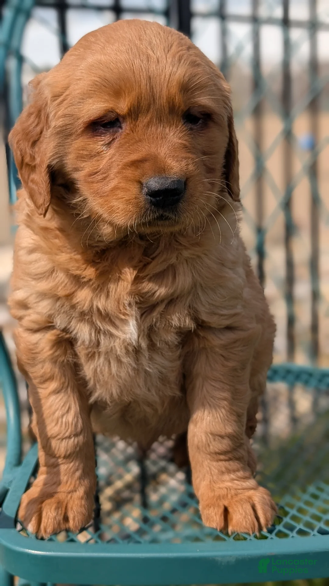 Golden Retriever dogs for sale: Duke - Ad 2
