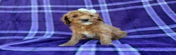 Cavapoo dogs for sale: Anna - Ad 6