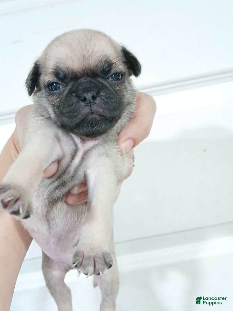 Pug dogs Pug Female 1 - Ad 4