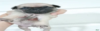 Pug Female 1