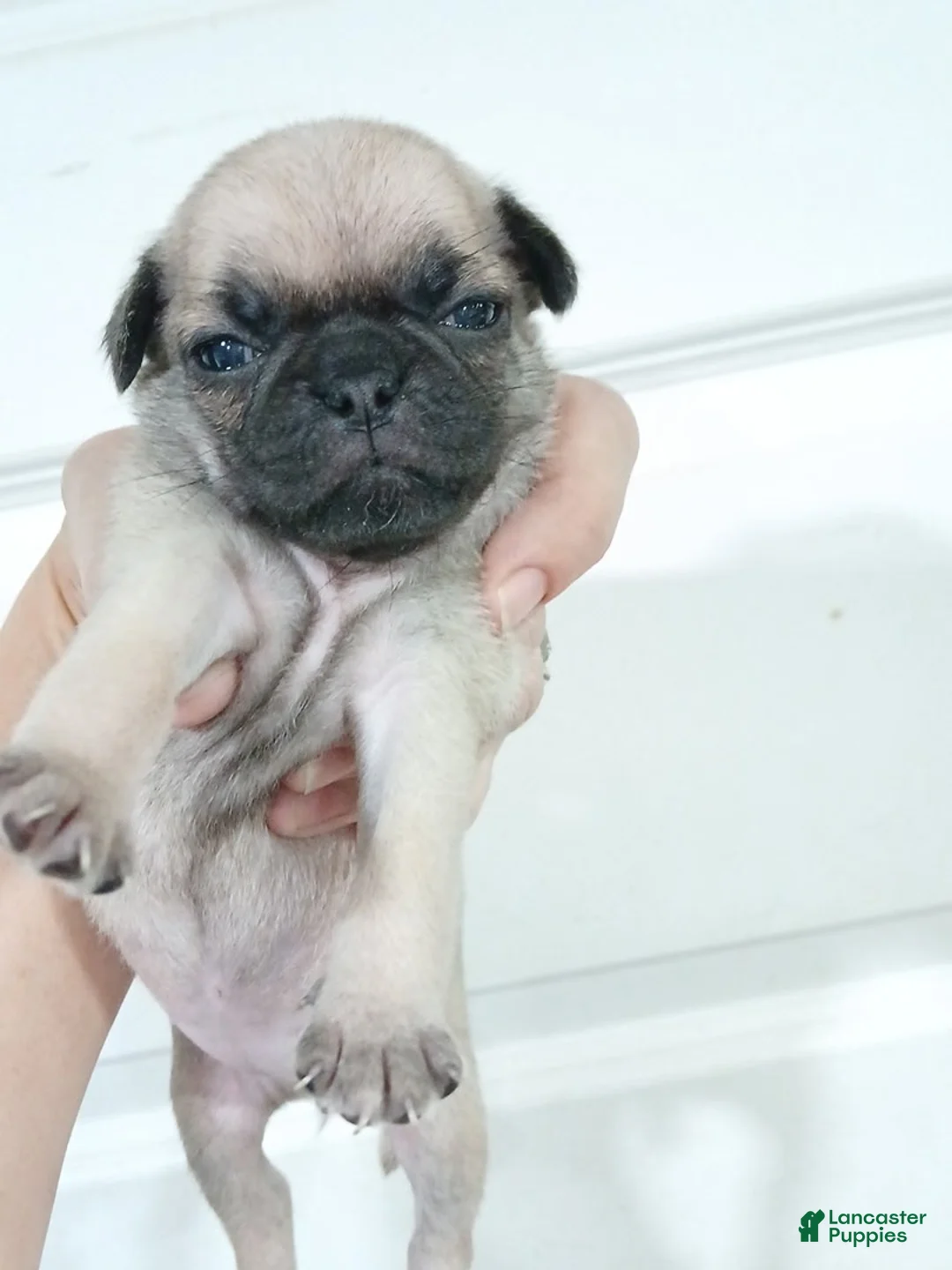 Pug dogs for sale: Pug Female 1 - Ad 1