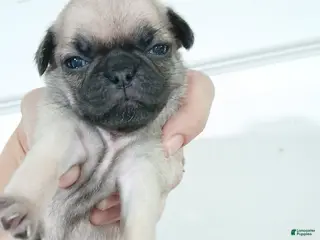 Pug dogs Pug Female 1 - Ad 4