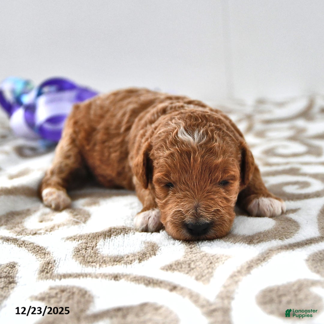 Mini Goldendoodle dogs for sale: Oprah - Ad 8