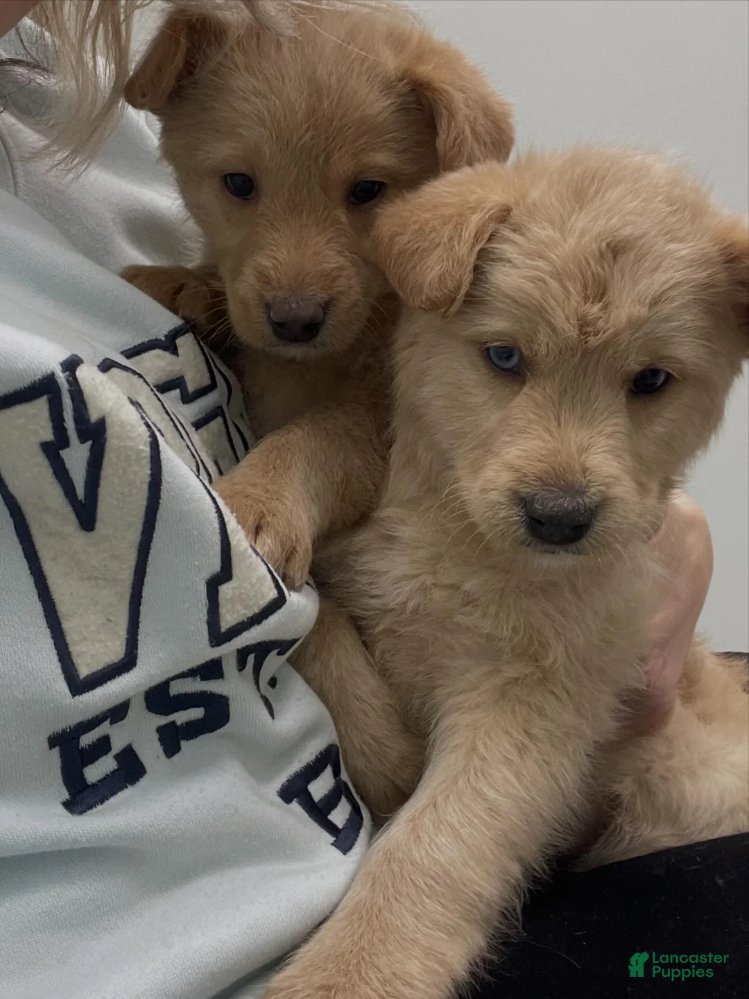 Mixed Breed dogs for sale: Charlotte Brontë  - Ad 4