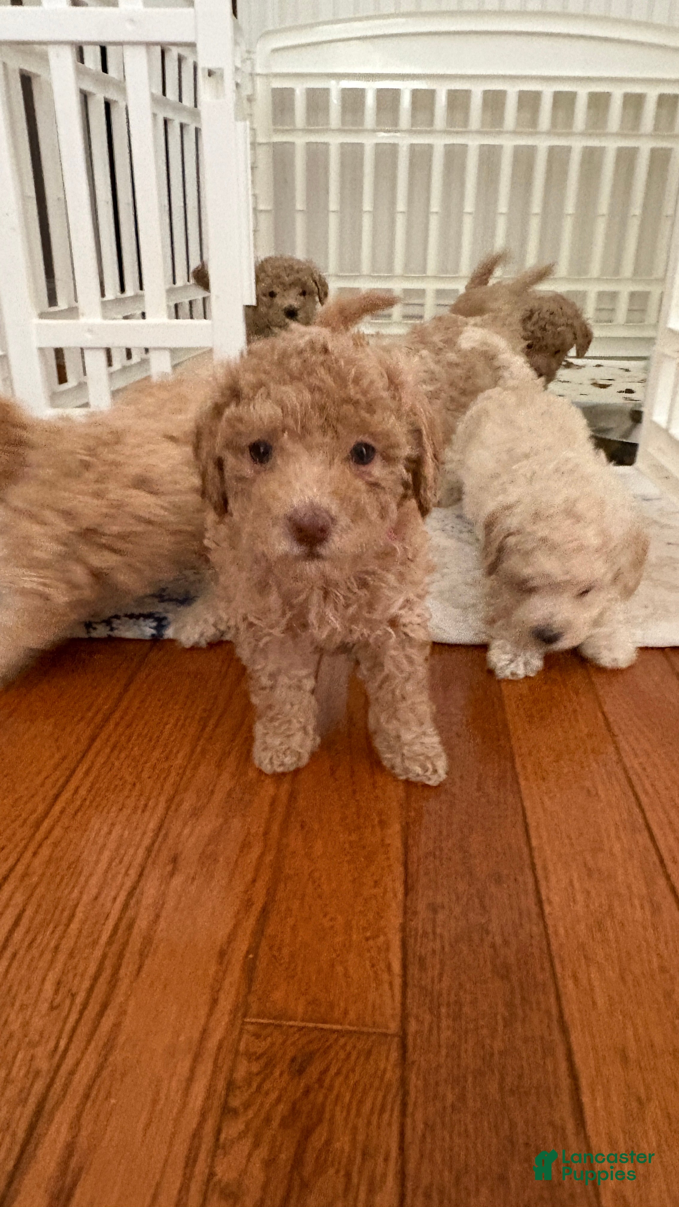 Miniature Poodle dogs Miniature Poodle 6 - Ad 1