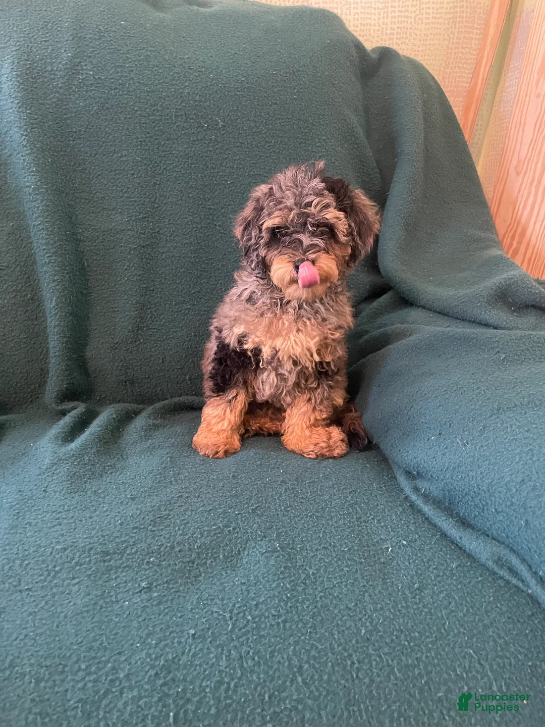 Cockapoo dogs for sale: Cockapoo 3 - Ad 6