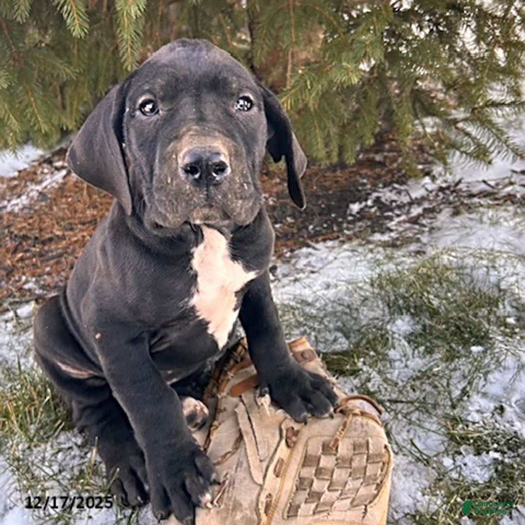Great Dane dogs for sale: Slade - Ad 2
