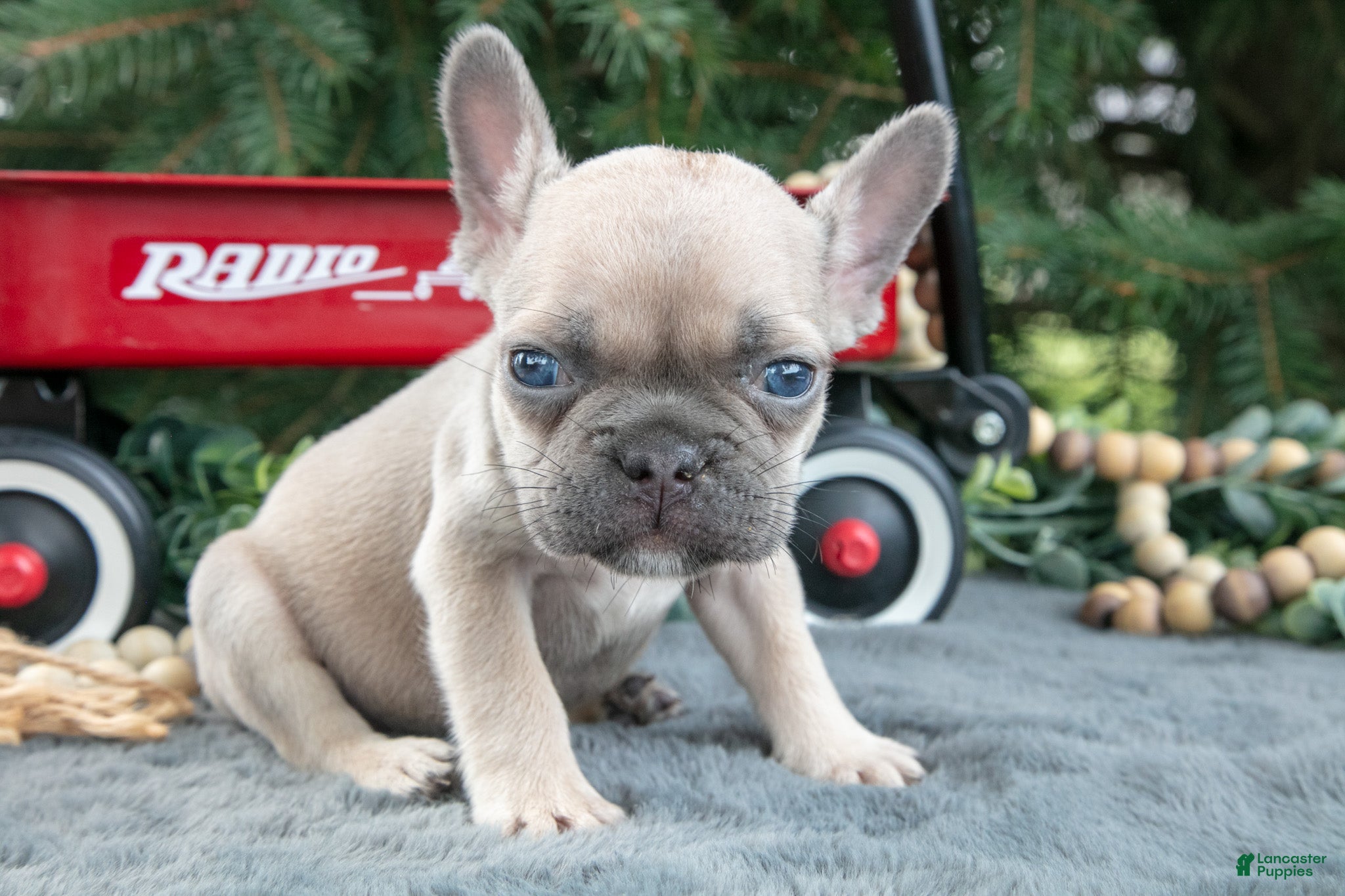 French Bulldog dogs Freddie - Ad 1