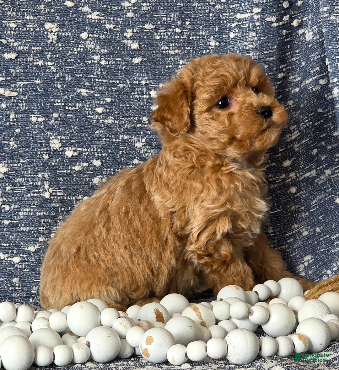 Bichpoo dogs for sale: Minnie - Ad 3