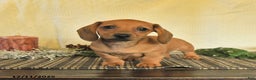 Dachshund dogs for sale: Ruby - Ad 4