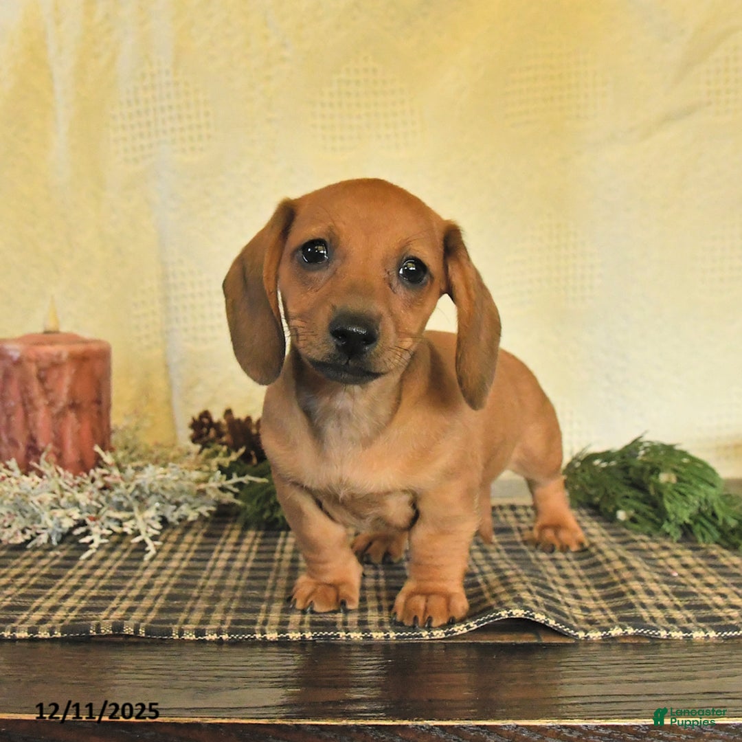 Dachshund dogs for sale: Ruby - Ad 4