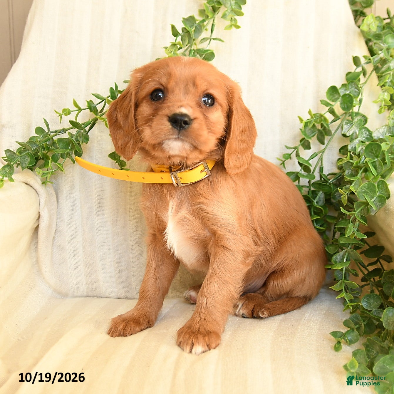 Miniature Golden Retriever dogs for sale: Milkyway - Ad 2
