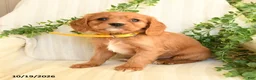 Miniature Golden Retriever dogs for sale: Milkyway - Ad 2