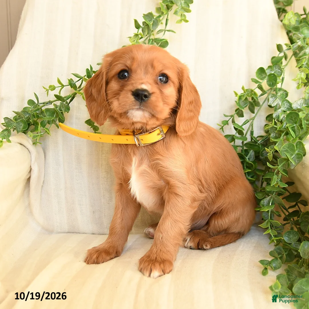 Miniature Golden Retriever dogs for sale: Milkyway - Ad 2
