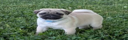 Pug dogs for sale: Rover - Ad 4