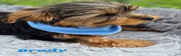 Yorkshire Terrier dogs for sale: Brody - Ad 3