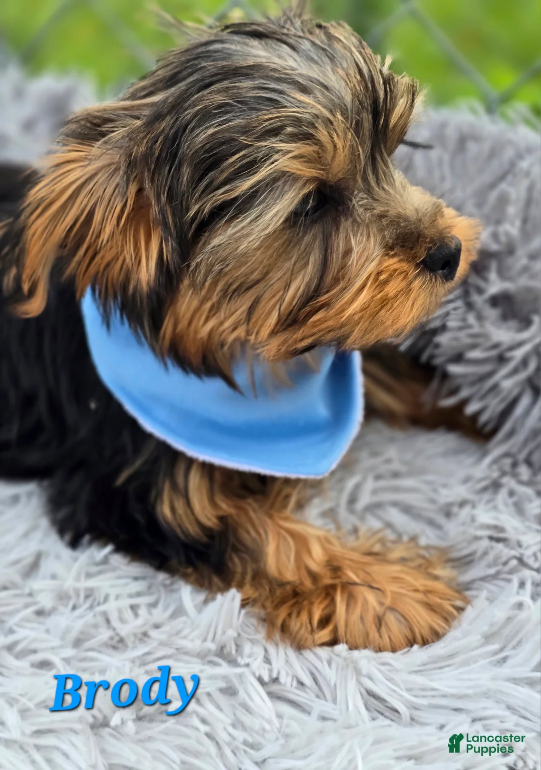 Yorkshire Terrier dogs for sale: Brody - Ad 3
