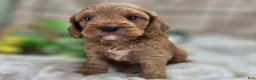 Cockapoo dogs for sale: Cashmere - Ad 14