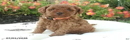 Miniature Poodle dogs for sale: Jenna - Ad 6