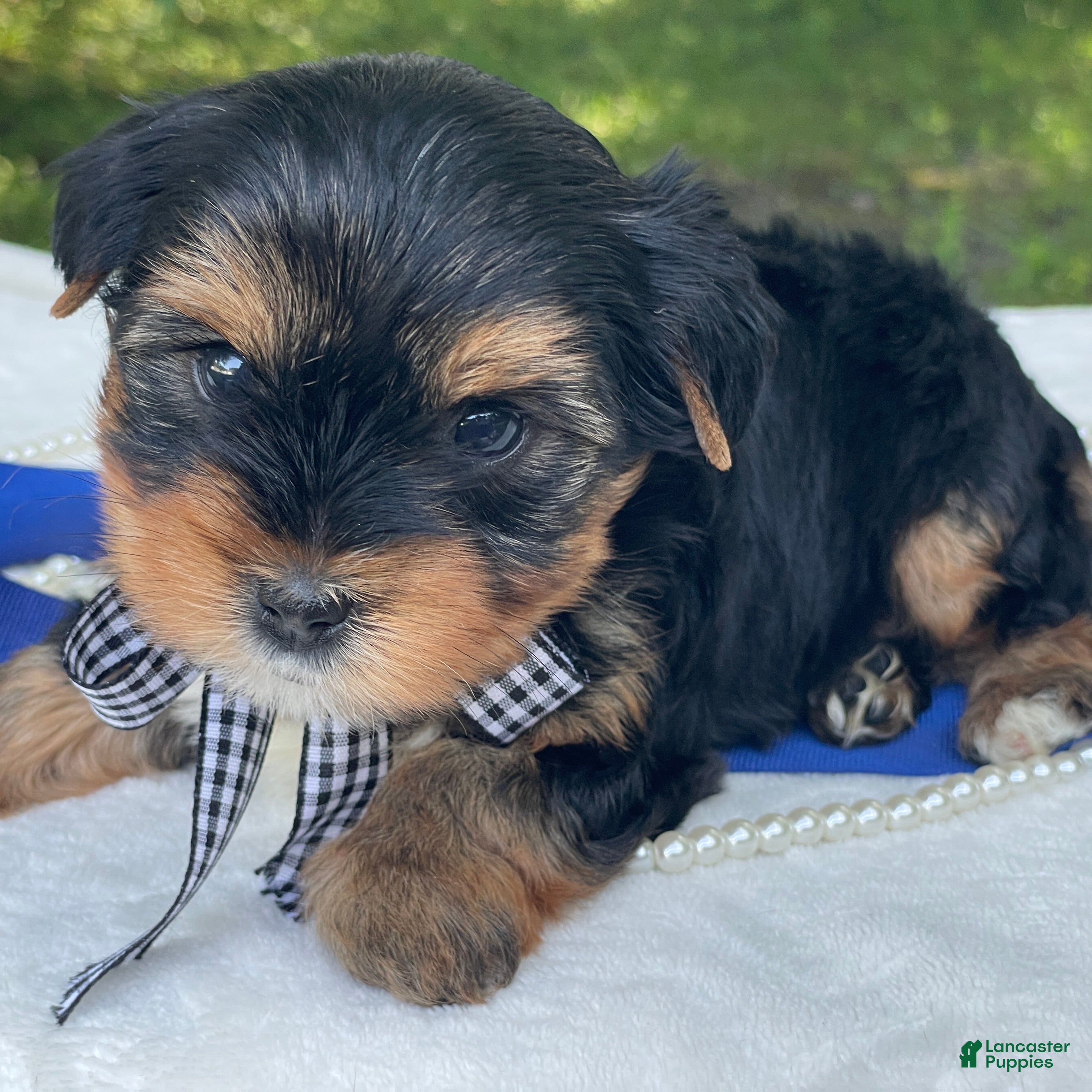 Yorkshire Terrier dogs  Royal - Ad 2