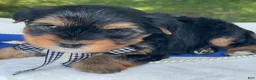 Yorkshire Terrier dogs for sale:  Royal - Ad 2