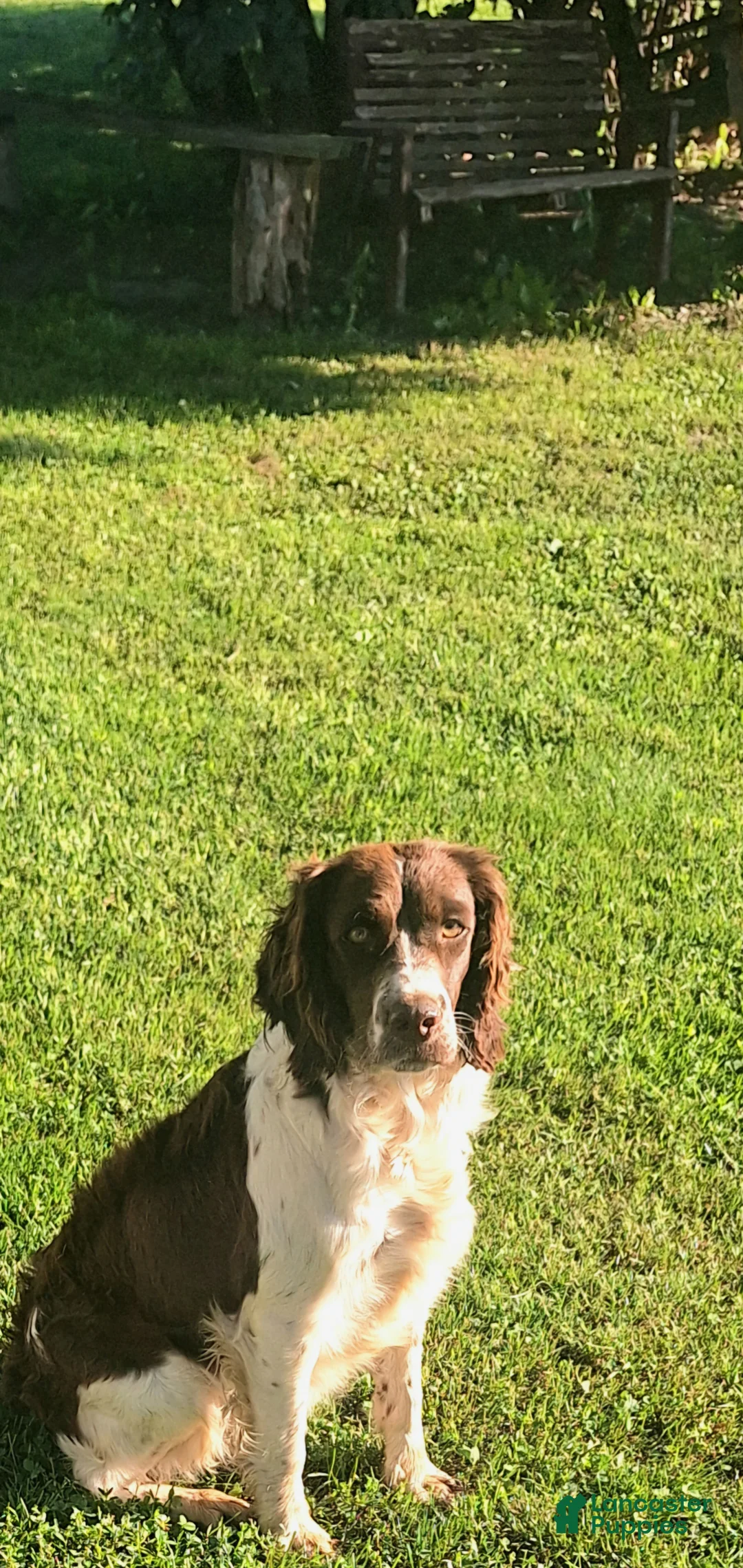English Springer Spaniel dogs for sale: Benji - Ad 9