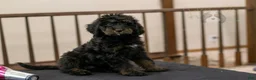 Bernedoodle dogs for sale: Olympic - Ready Now! - Ad 20