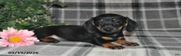 Miniature Dachshund dogs for sale: Carmen - Ad 5