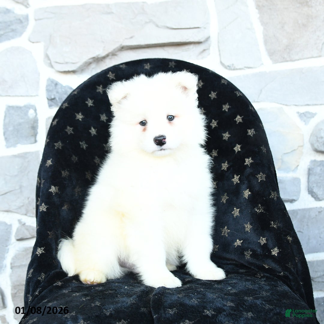 Samoyed dogs for sale: Kayden - Ad 1