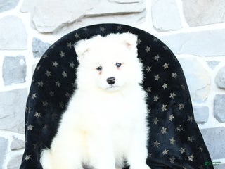 Samoyed dogs Kayden - Ad 7