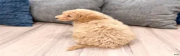 Miniature Labradoodle dogs for sale: Karly - Ad 6