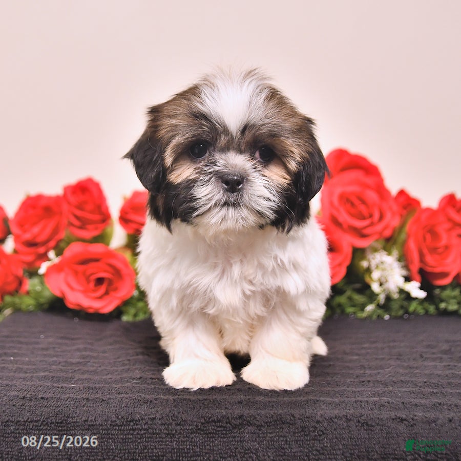 Shih Tzu dogs Kerry - Ad 1
