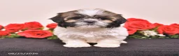 Shih Tzu dogs for sale: Kerry - Ad 1
