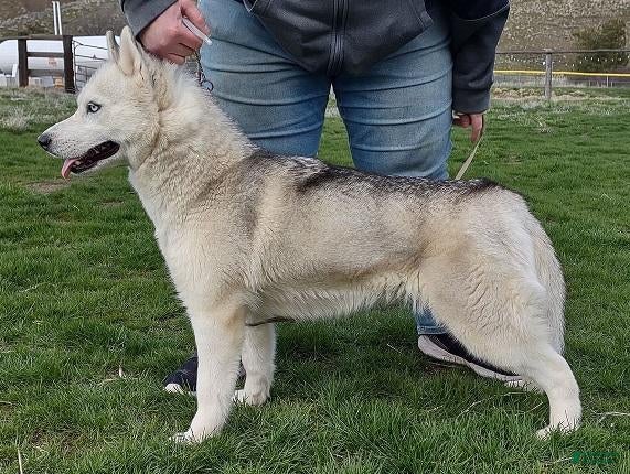 Siberian Husky dogs for sale: Midna - Ad 1