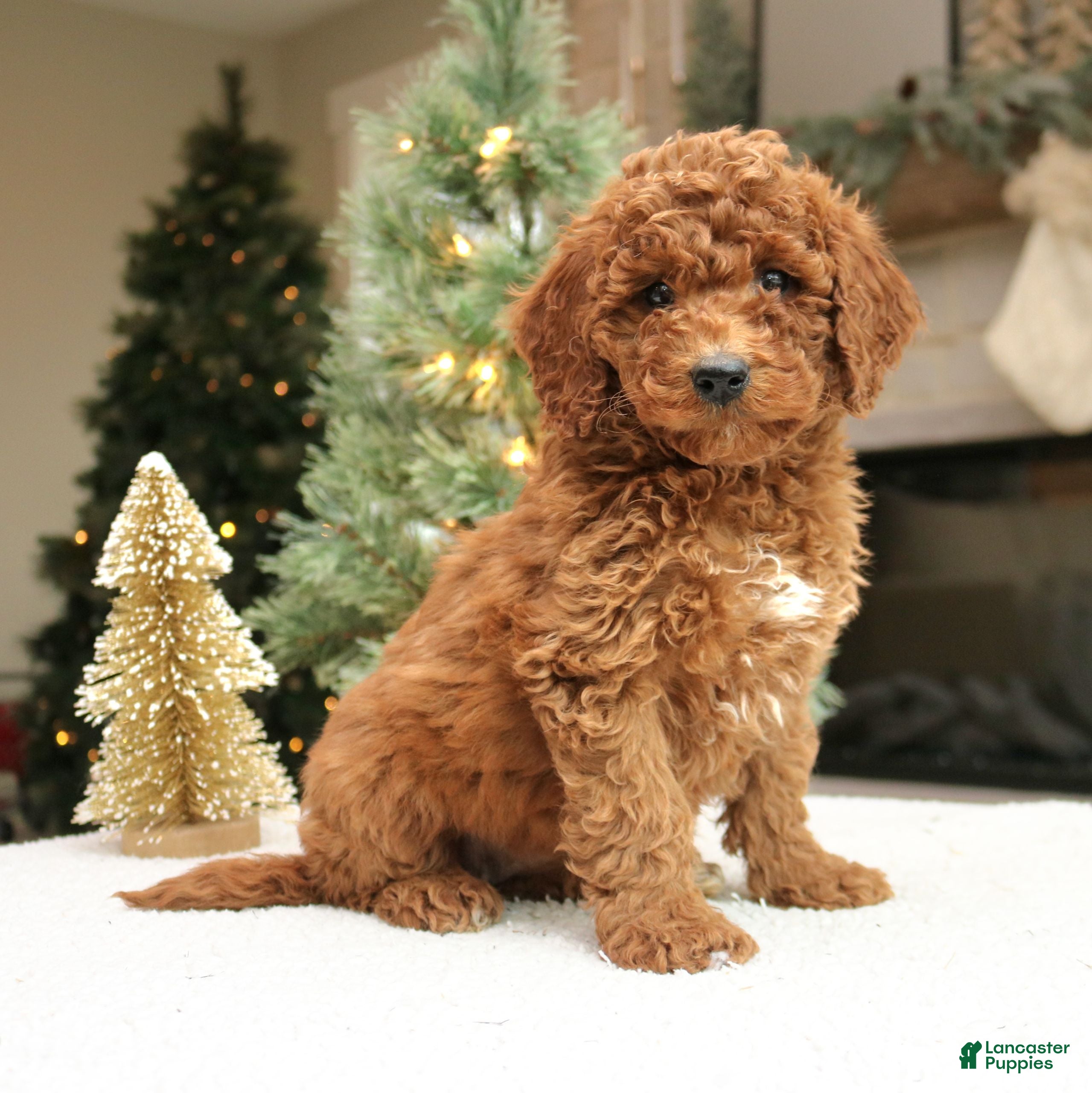 Mini Goldendoodle dogs Ottilie  - Ad 42